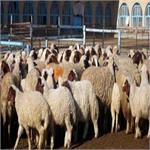 تعداد دام سبک در تابستان نسبت به بهار 33 درصد بیشتر شد